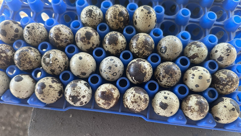 55+ Jumbo Cortunix  Hatching Eggs NPIP Tested Ready To Ship
