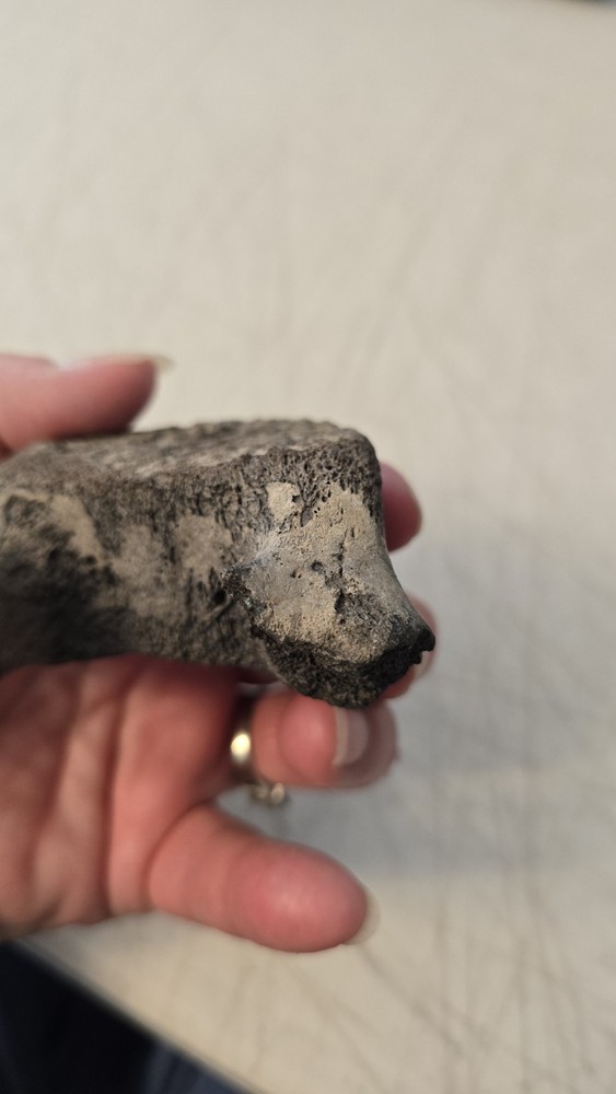Fossilized Mosasaurus? Vertebra? Reptile Bone? Dinosaur? Real? Replica? READ