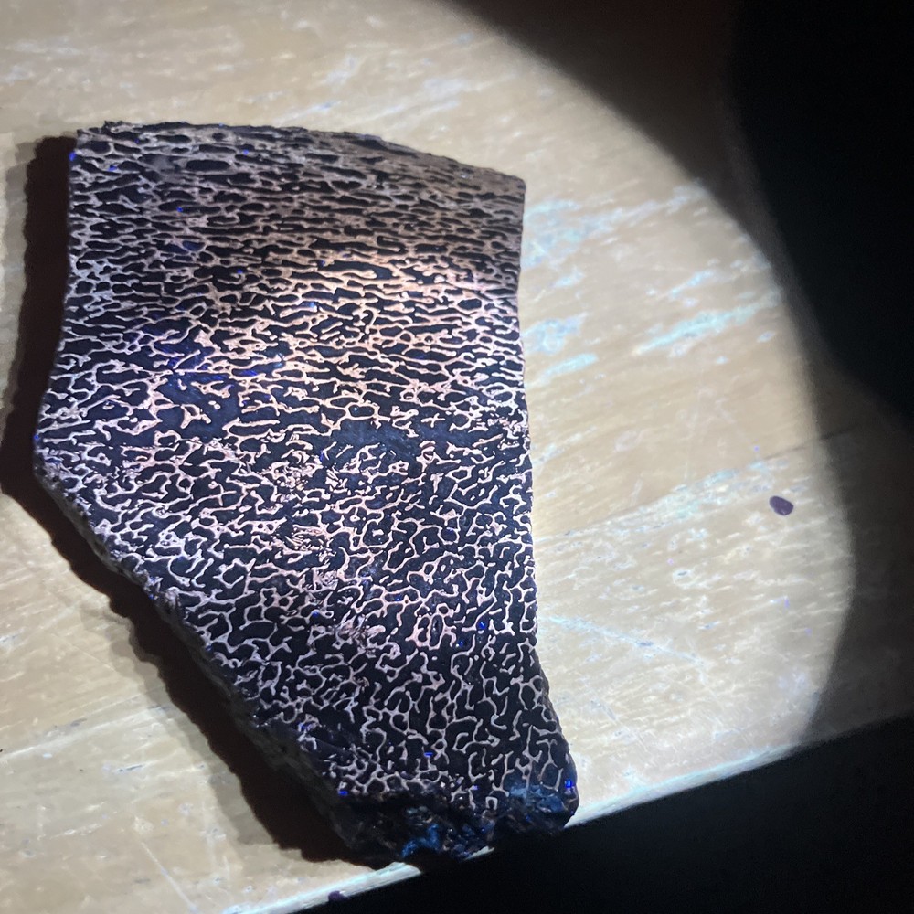 Dinosaur Bone