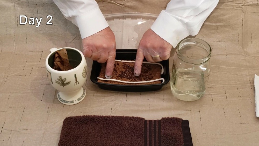 Microgreen Grow Kit - Basic Salad Mix
