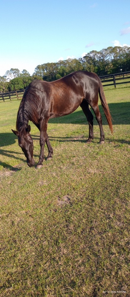 HORSE MANURE 1 lb
