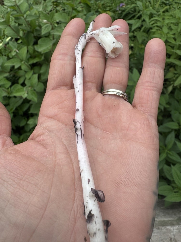 Organic Ghost Pipe Tincture Monotropa Uniflora Small Batch | Handcrafted