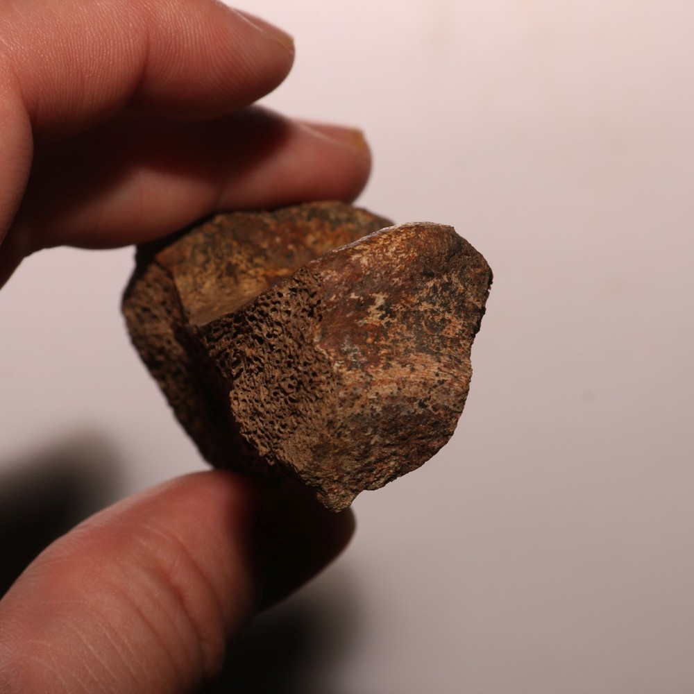 Dinosaur Vertebra Partial - Nice Sized - Hell Creek Formation CRETACEOUS Great