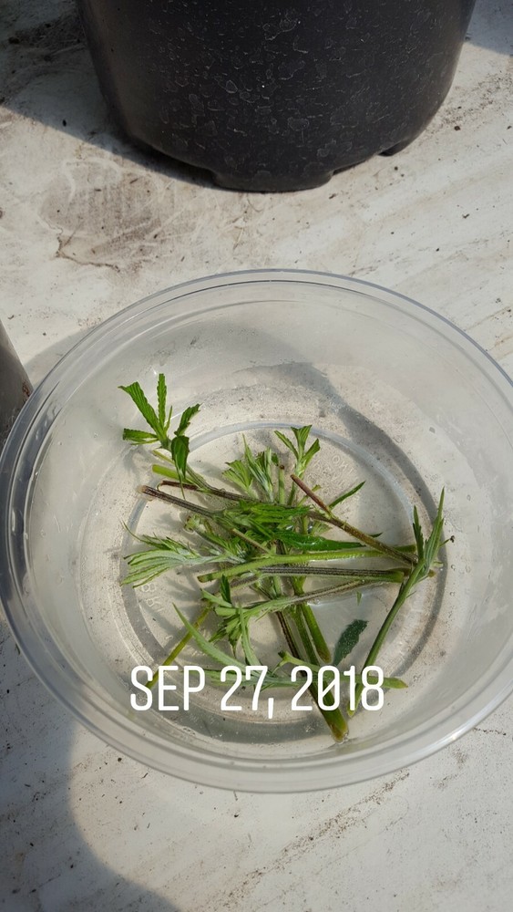 Complete Tissue Culture Kit Microclone Cloning Micropropagation Tissueponics TC