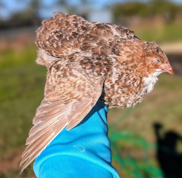150 ++ Rainbow Coturnix Quail Hatching Eggs NPIP