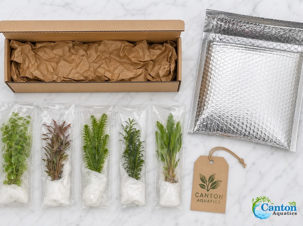 Betta Fish Plant Bundle 5 Live Plants Low Light Aquarium Kit Java Fern