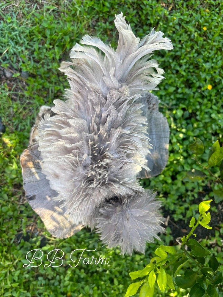 7 Silkie Show Quality Hatching Eggs (hens Choice)