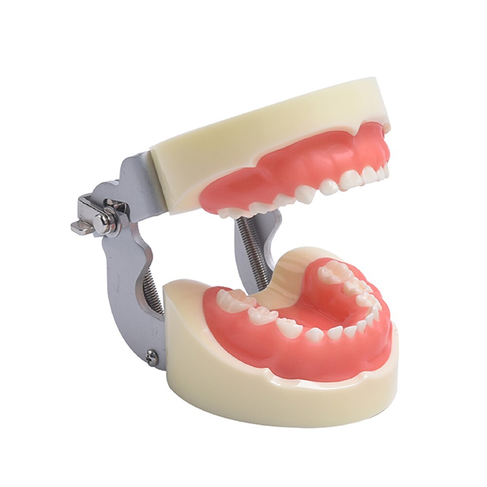 Children Deciduous Tooth Preparation Teach Model 24 Teeth Removable Replaceable