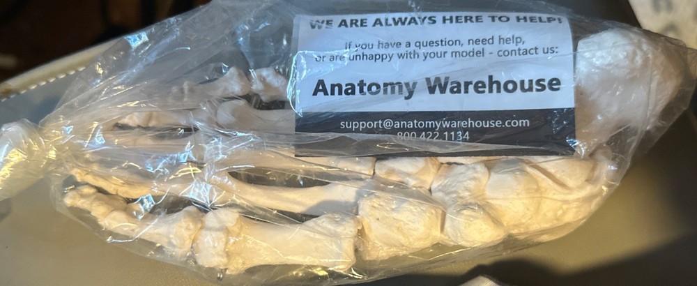 axis scientific Left Foot Model