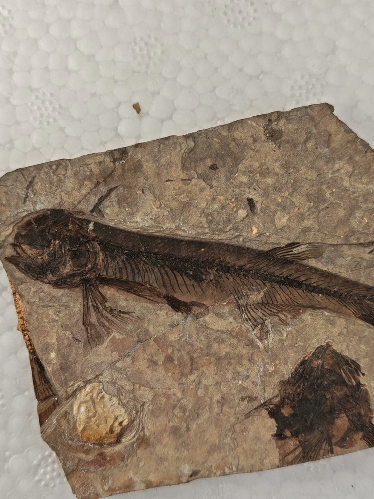 Unique and authentic fossilized fish like stone A037