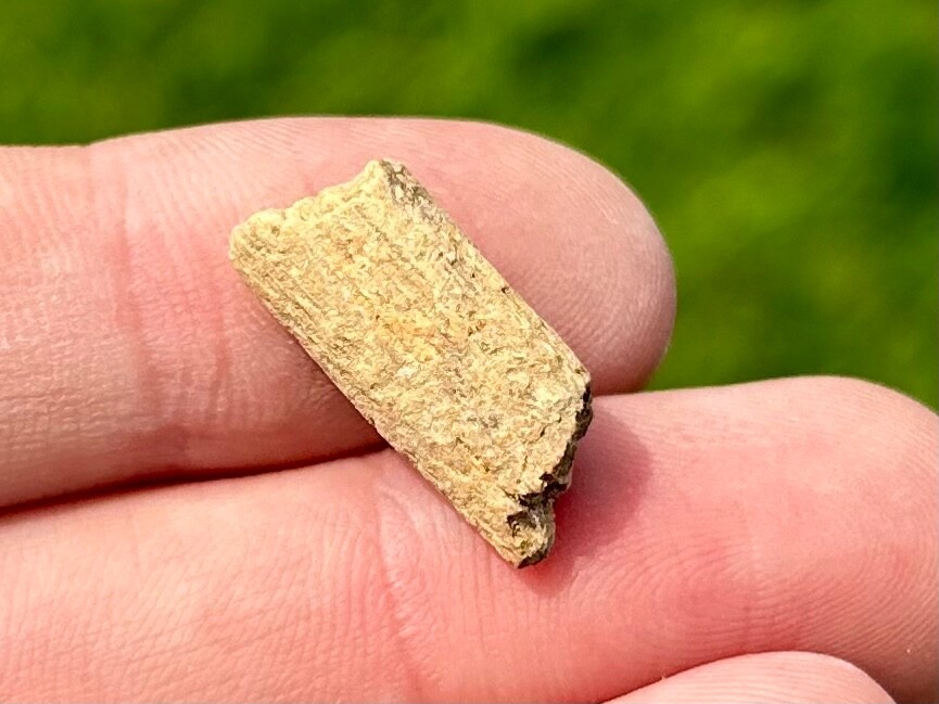 Fossil Hadrosaur Tendon Dinosaur Bone Lance Formation Wyoming Cretaceous Age