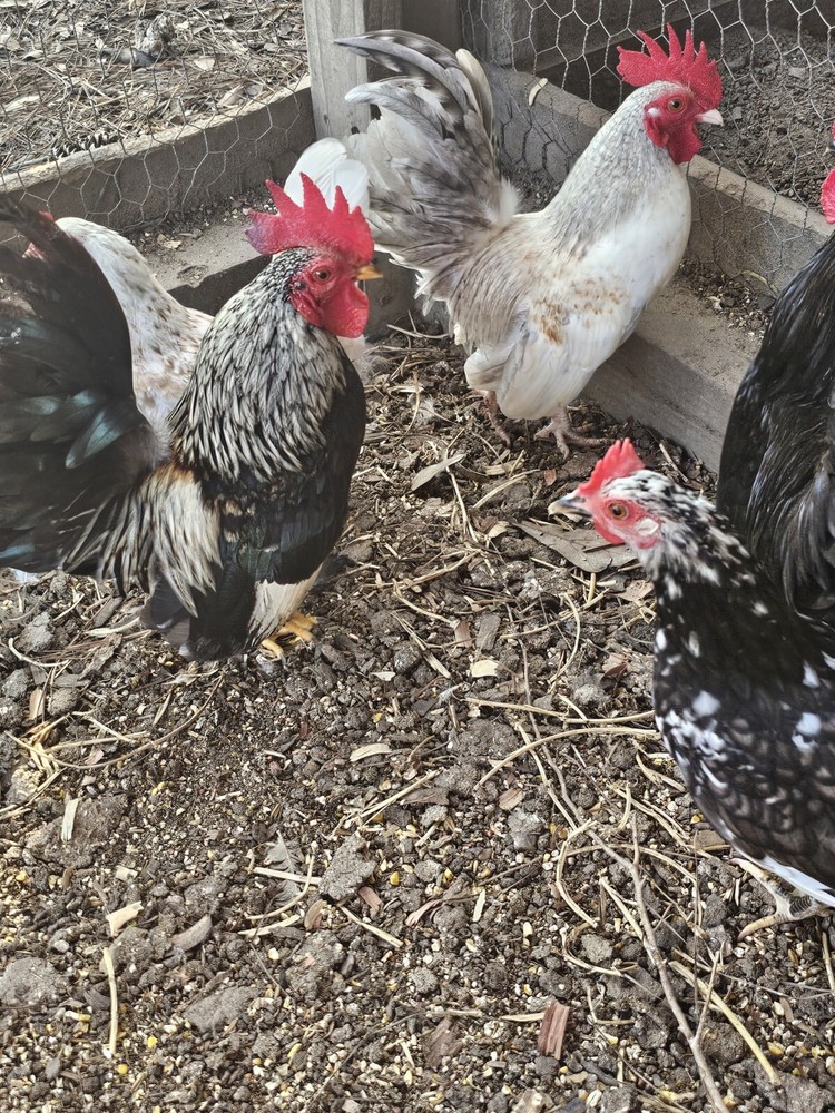 20+ Serama Chicken Hatching Eggs