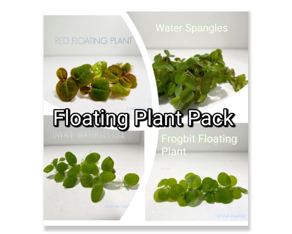 Floating Plants Pack*** 2 Plants of each
