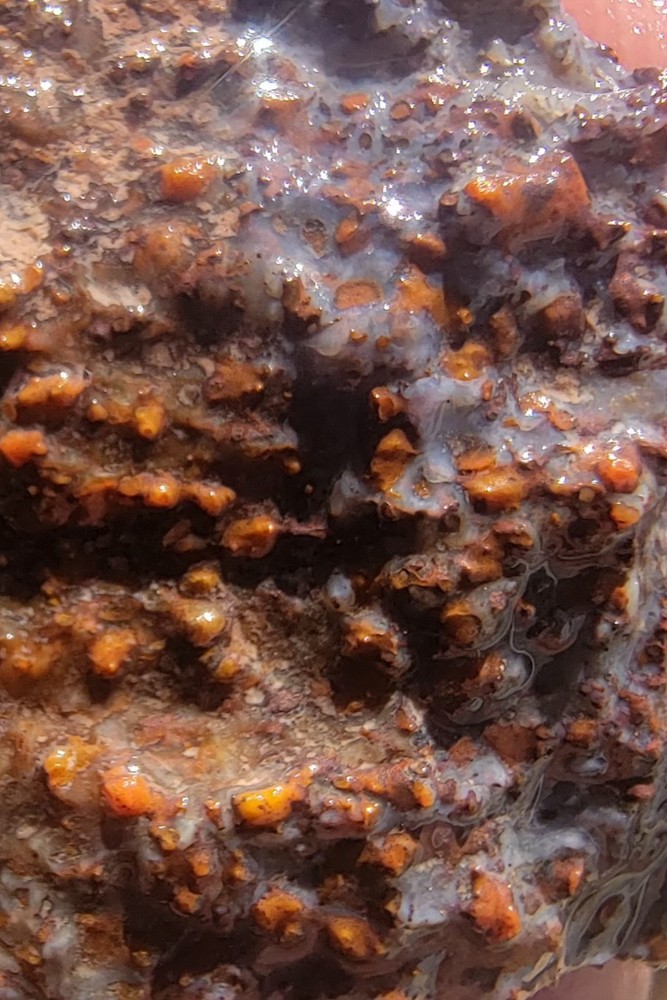 3.22 Lbs Agitized Dino Bone Smalls