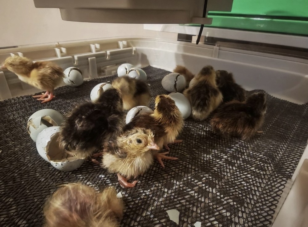 30+ Celadon Coturnix Quail Hatching Eggs