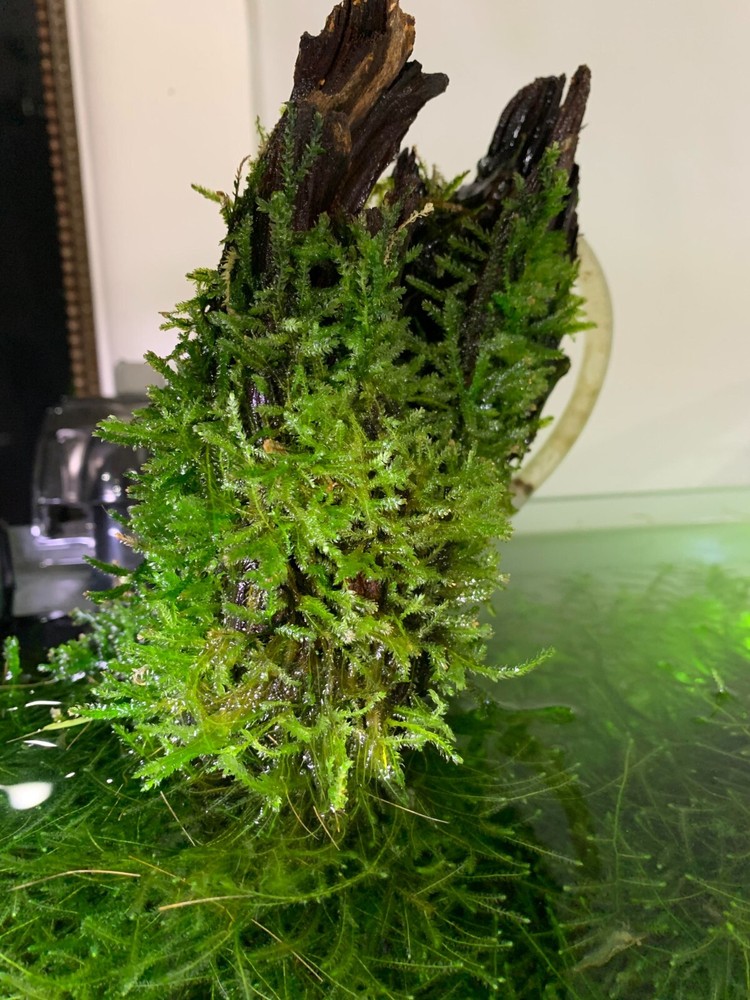 Java Moss / Christmas Moss (20 grams or .70 oz)