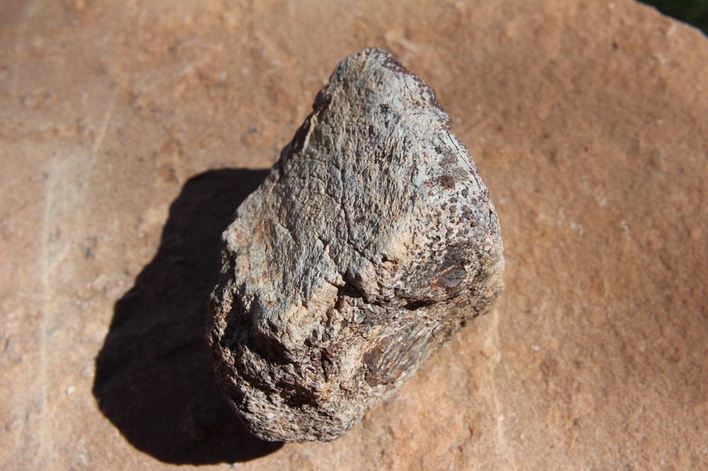 Dinosaur Bone, Lab Grade, Medium Bones, 2.5" to 3.25"