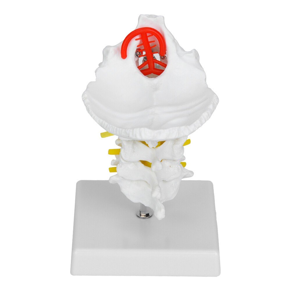 1:1 Human Cervical Arteria Spine Spinal Anatomical Model