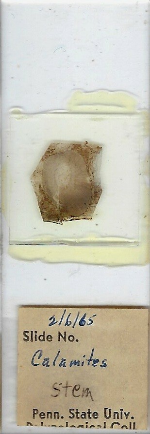 Calamites (Coal Fossil) Microscope Slide
