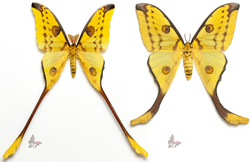 Argema mittrei-PAIR,GIANT MOTH, UNMOUNTED