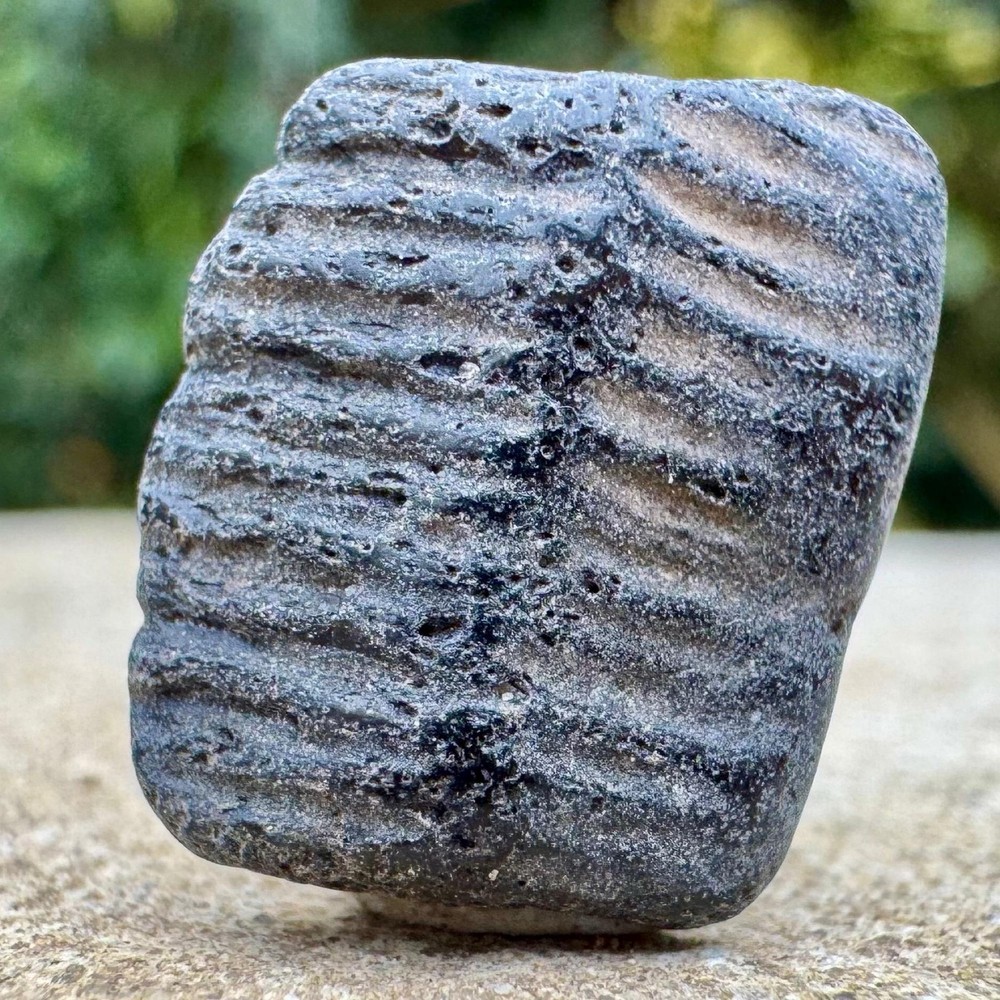 Myliobatis striatus eagle ray tooth plate fossil | eocene barton beds |