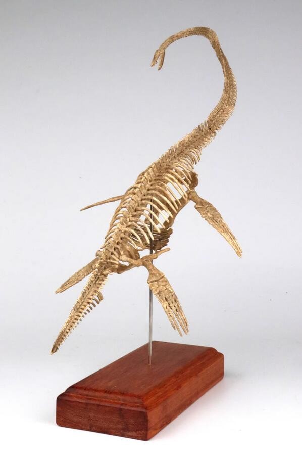 Elasmosaurus Skull Dinosaur Statue Skeleton Model Animal Model Display