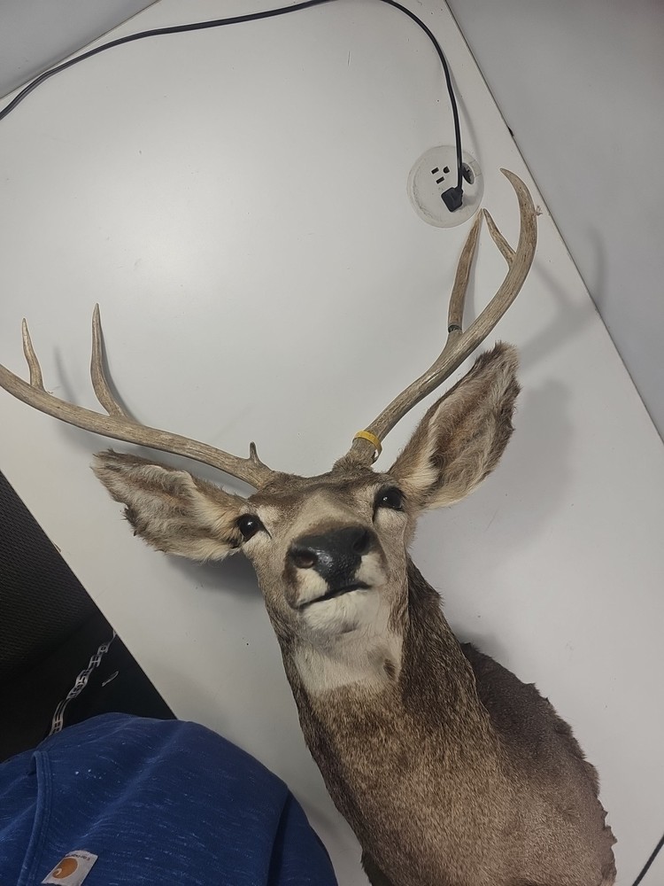 Authentic White-Tailed Deer Head Wall Mount Taxidermy