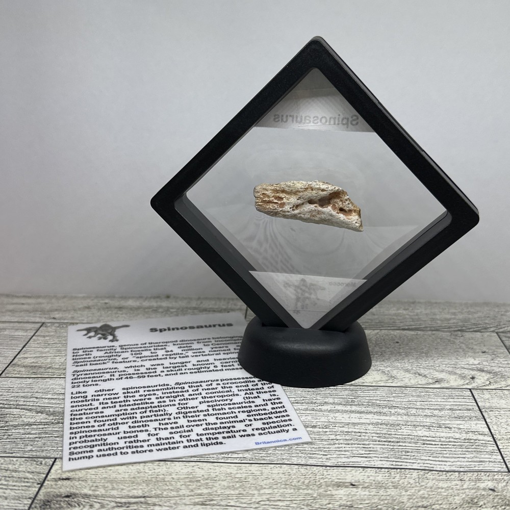 Spinosaurus Extinct Dinosaur Bone Fossil in Display Case