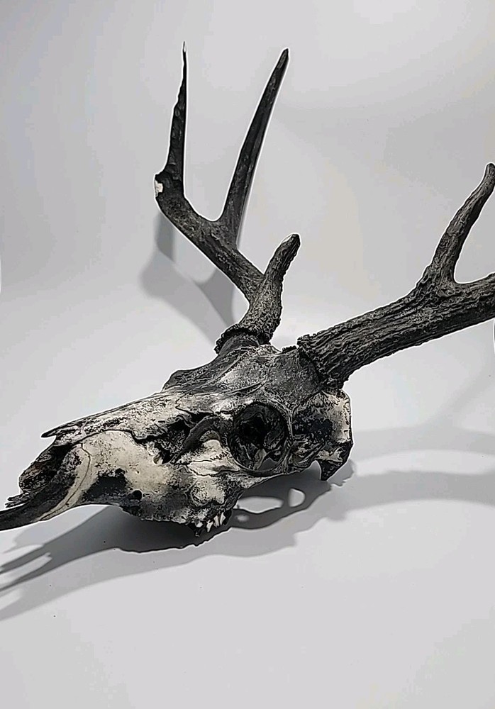 HUGE 6 Point Deer Rack And Skull