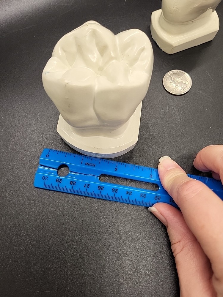 Two Weird Tooth Models 1970's