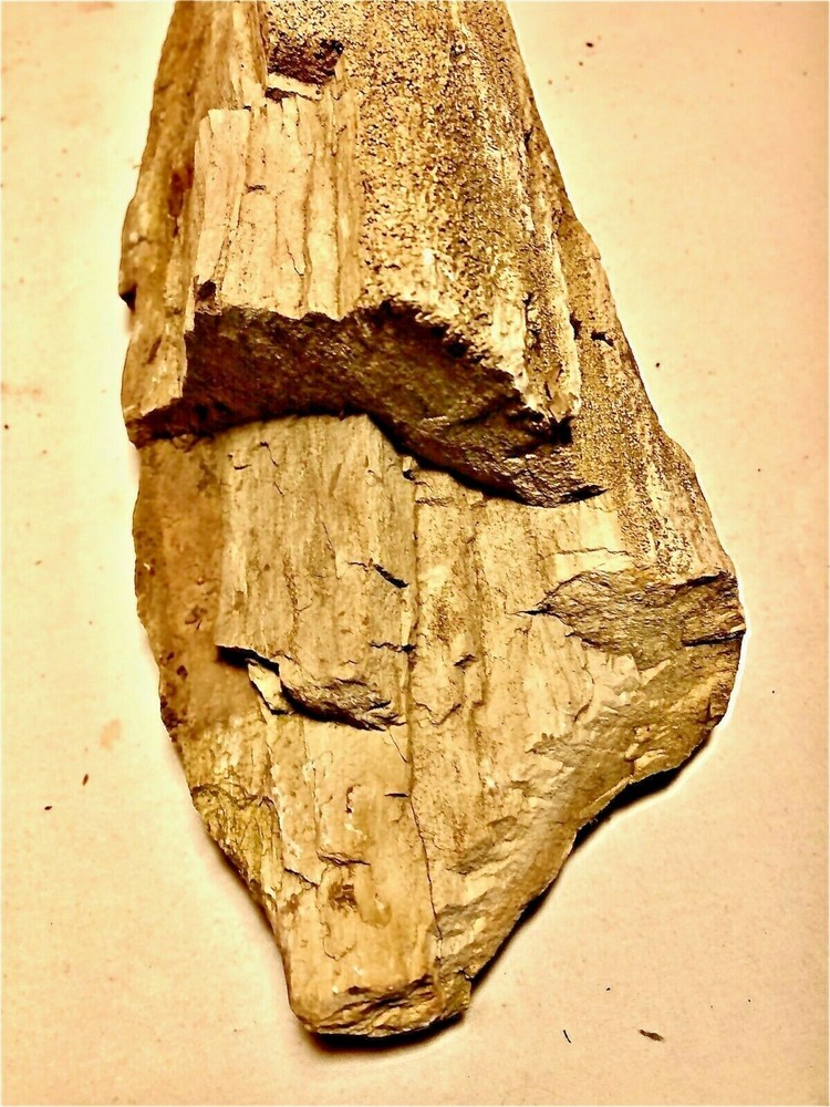 Petrified Wood Nice Large Kansas Example