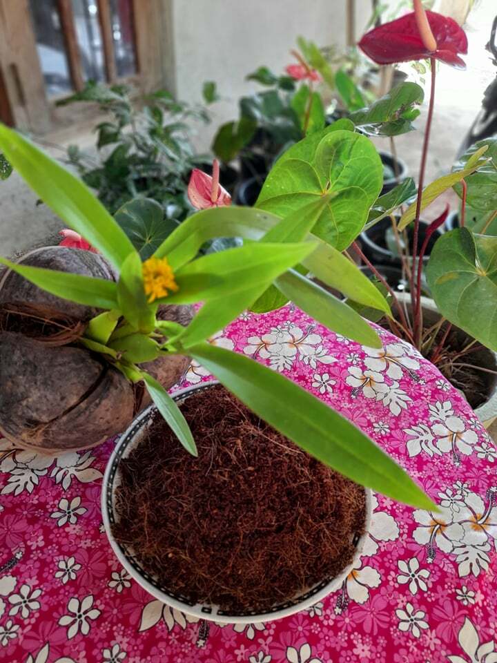 Coconut Coir Coco Peat Organic Compost Soil Hydroponics Growing media