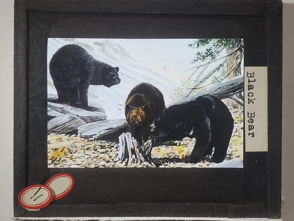 Black Bear, Drawing, Magic Lantern Glass Slide