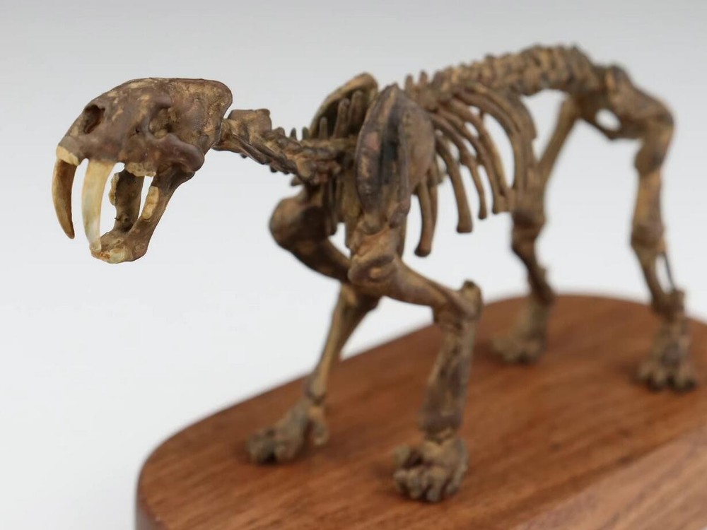 Smilodon populator Statue Skeleton Model Animal Model Display 2.5in Height
