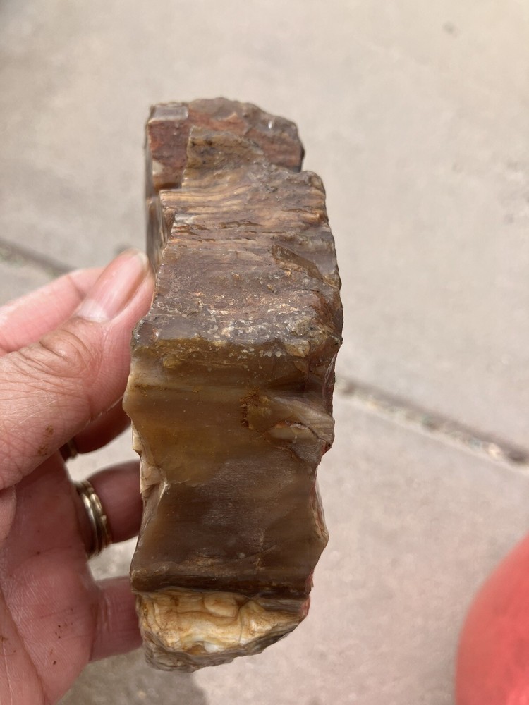 Petrified Wood , Fluorescent Under UV Light