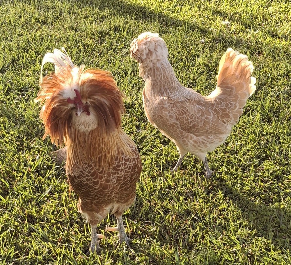 6 - QUALITY BUFF POLISH Hatching Eggs **NPIP & AI CLEAN**