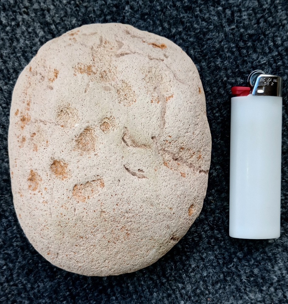 Fossilized Footprints! Hand Picked