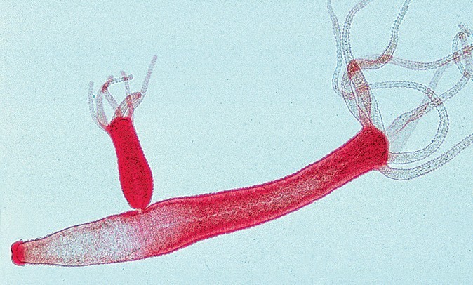 ABGIL Coelentrata Slides.