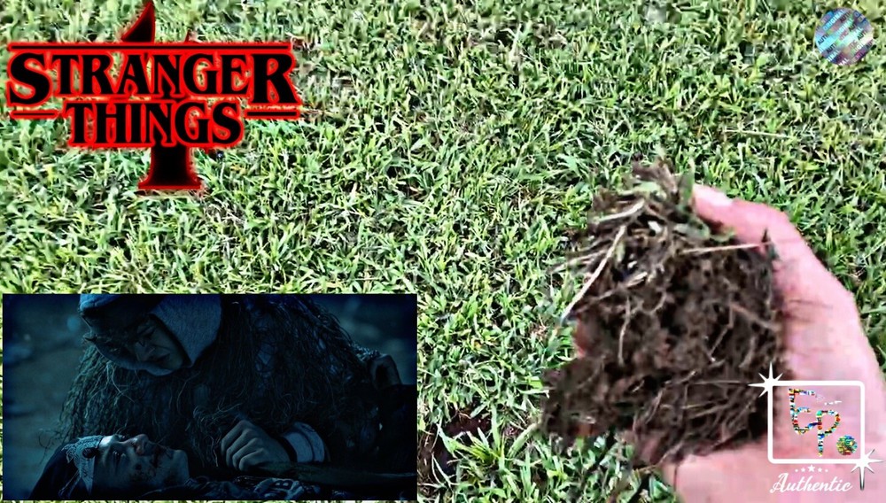 Stranger Things Location Relics Memorabilia with COA (4x6 Frame)