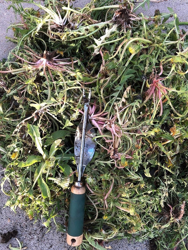 Weeding Tool: Rust-Proof Stainless Steel with Ergonomic Handle