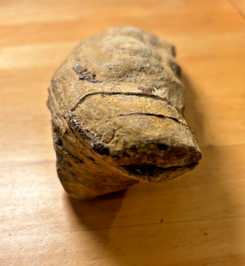 Exceptional Brazilian Fossilized Fish 6 inches long split node
