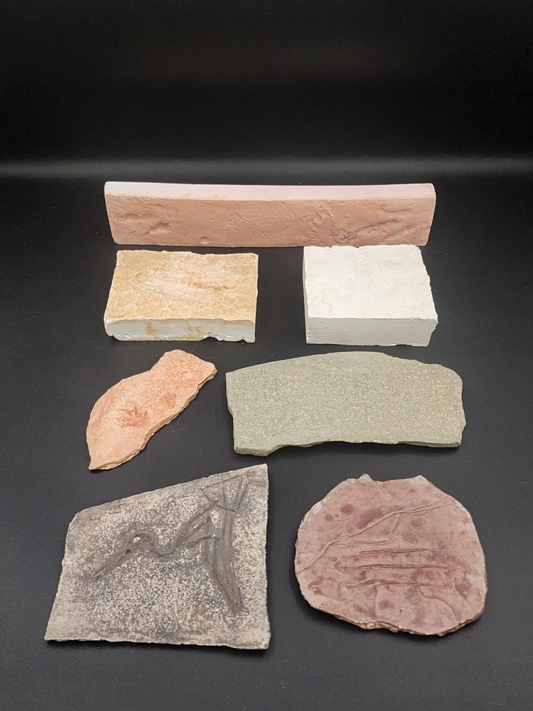 Fossil Replica Educational Displays - pterosaur skeleton, reptile footprints