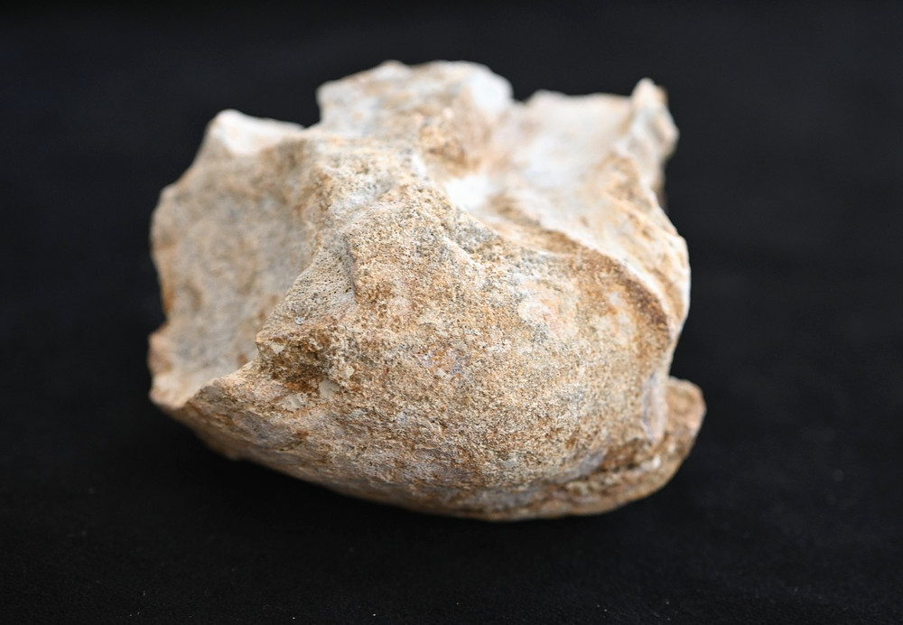 Spinosaurus Neck Vertebra