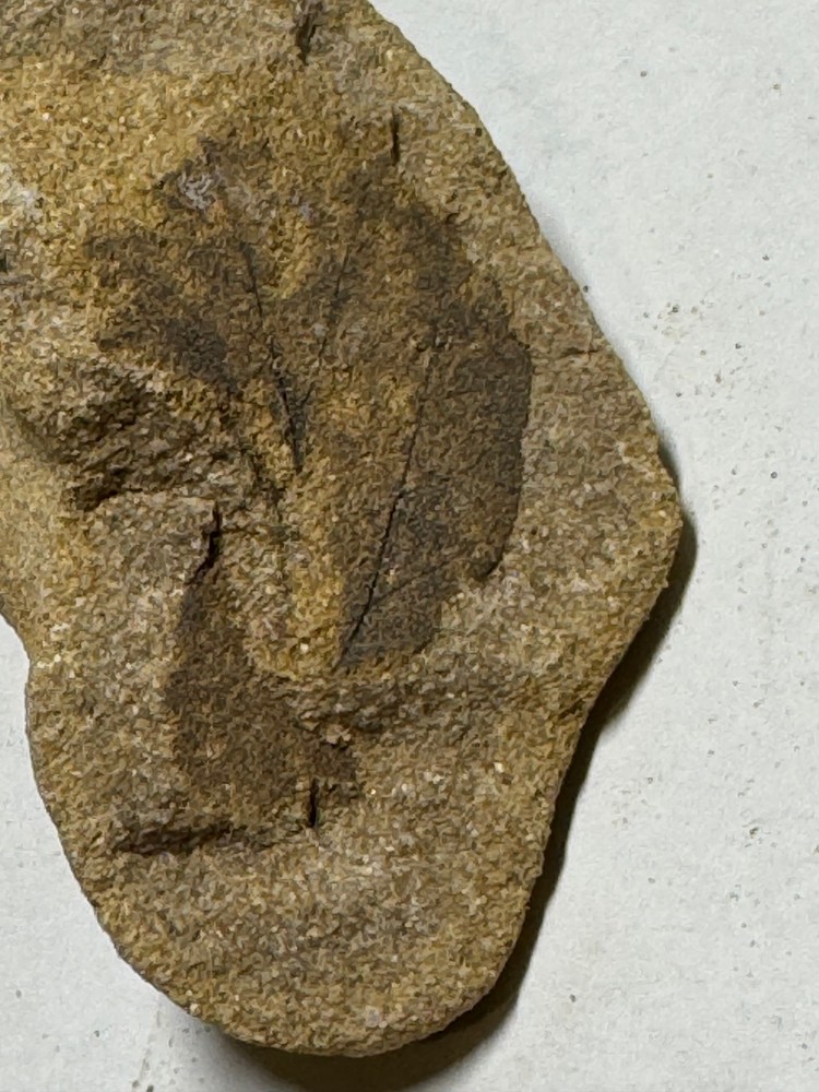 FIVE SMALL FOSSIL LEAF SPECIMENS