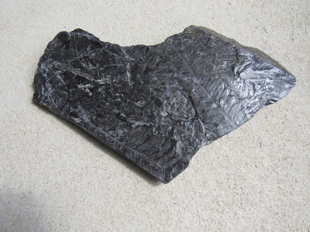 Museum quality fossil plant Beautiful, MEDIUM #4