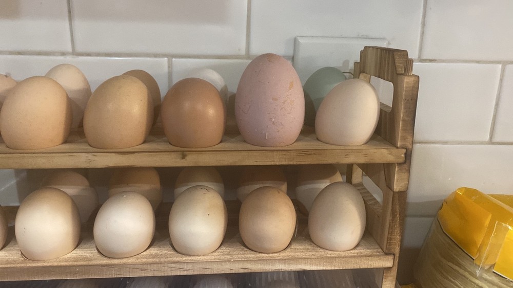 12 Fertilized Chicken eggs for hatching Ermine barnyard mix