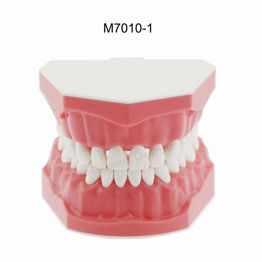 Dental Model for Training Practice Studying Typodont Teeth Model Dental Standard