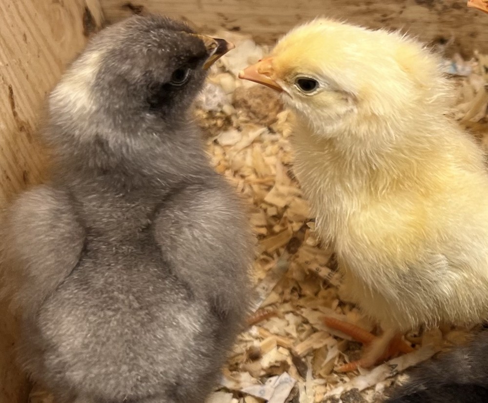 5 + HATCHING EGGS, EASTER/OLIVE EGGERS, AMERAUCANA, LEGBAR.