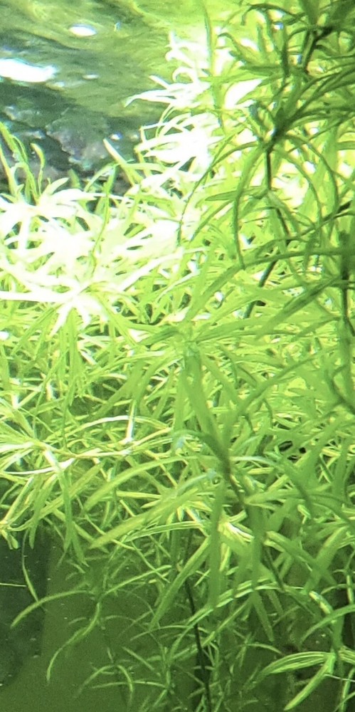 aquarium plants live gubby grass