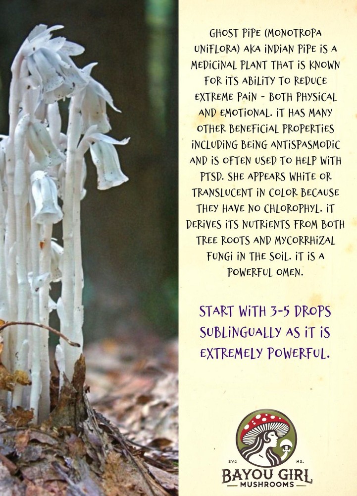 Organic Ghost Pipe Tincture Monotropa Uniflora Small Batch | Handcrafted